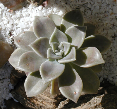 鲁氏石莲花（Echeveria runyonii）。