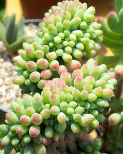 八千代Sedum pachyphyllum 又名乙女心，是日文“少女心”的意思,是景天科景天属的多肉植物。对初养多肉植物的爱好者来讲,可不要将其与景天科青锁龙属的星乙女弄混淆了。