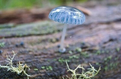  Mycena interrupta（炫蓝蘑菇），俗称“精灵的梧桐”（Pixies' Parasol），是蘑菇的一种。是冈瓦纳植物区系，属于真菌。在澳大利亚、新西兰、新喀里多尼亚和智利地区都可以看到它的踪影。它在澳大利亚的分布广泛：…