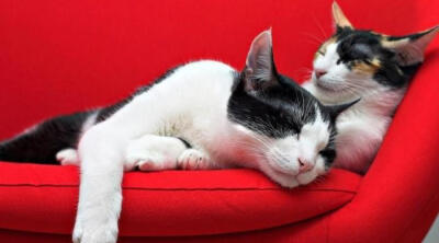 偶们是麻豆们。