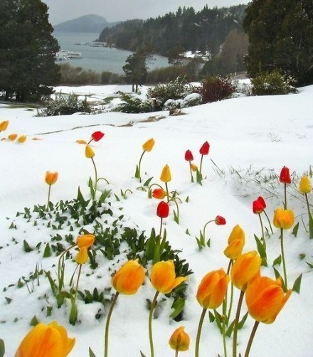 居然是雪中的鲜花