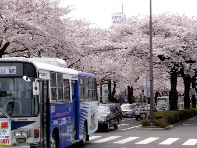 日本——樱花道