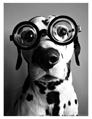 I ❤ {LOVE} Dogs! / What&#39;s not to love about this Dapper Dalmatian shot!、狗