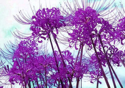  紫色·曼珠沙华