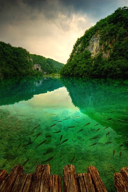 浅水游鱼