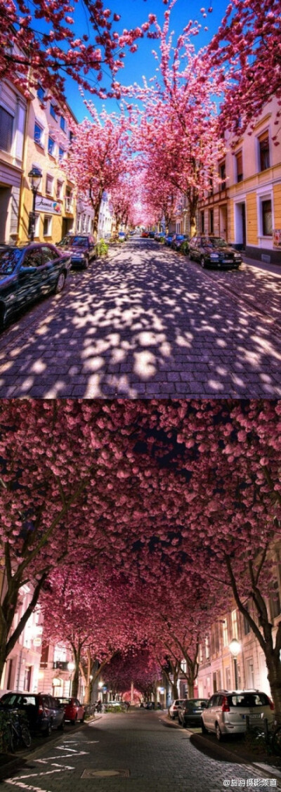 【德国波恩的Cherry Brick Road】