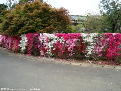 杜鹃花篱笆