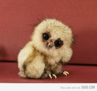 little baby owl