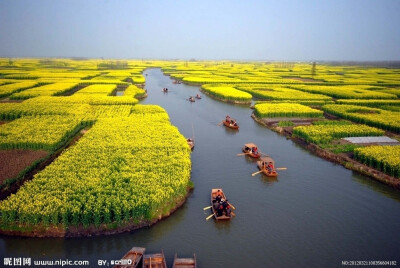 江苏兴化油菜花