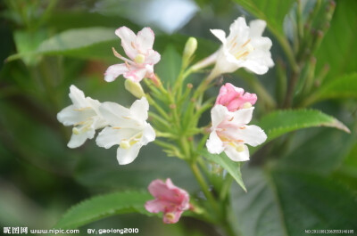 锦带花