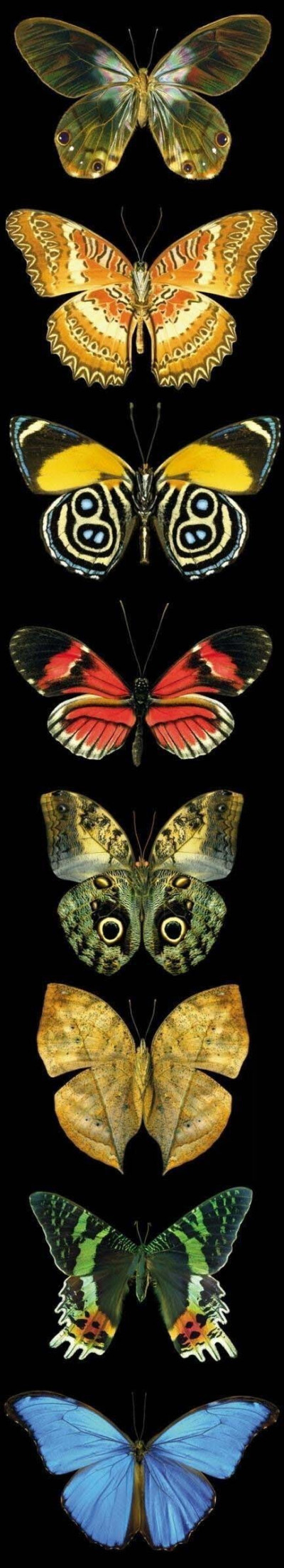 最美的八种蝴蝶，你认得几种？
