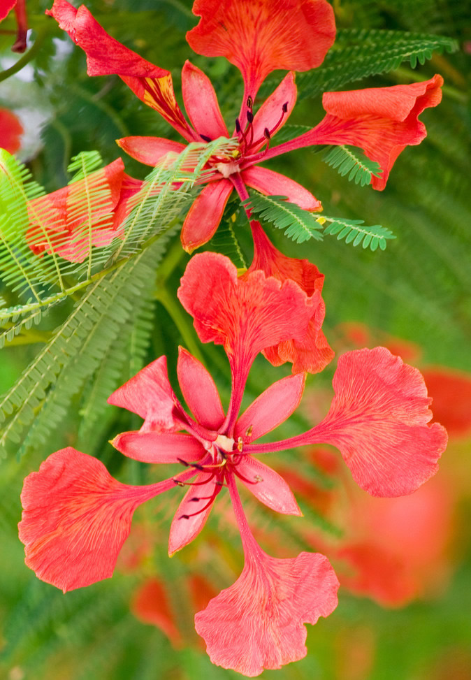 凤凰花 五月开花至夏末，花五瓣，花大美丽，呈鲜红色带黄晕；花开时满树结花，火红一片，与绿叶相映成趣。因其叶如飞凰之羽，花若丹凤之冠，故取名凤凰。 凤凰花这种植物喜欢展现自己的红色，仿佛他就是为离别而生的。年少时喜欢拈凤凰花成一只只碟，登上高楼去随风散放，它旋转飘落的姿态曾经赢得许多童稚的笑声，往事就也像这些碟一只只飘去，它们纵使旋落的姿态各不相同，终究都会消逝了。