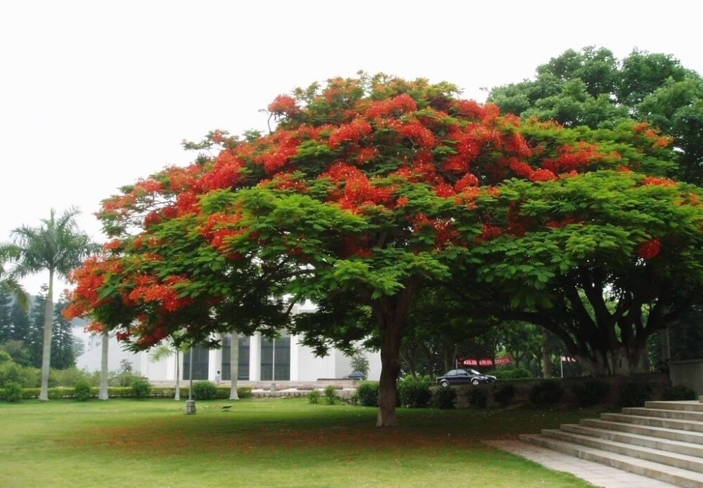 凤凰木（Delonix regia），豆科凤凰木属的植物，凤凰木因鲜红或橙色的花朵配合鲜绿色的羽状复叶，被誉为世上最色彩鲜艳的树木之一。由于树冠横展下垂，浓密阔大而招风，在热带地区担任遮荫树的角色。凤凰木是非洲马达加斯加共和国的国树、中国广东汕头市的市花、福建厦门市、台湾台南市、四川攀枝花市的市树。