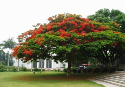 凤凰木（Delonix regia），豆科凤凰木属的植物，凤凰木因鲜红或橙色的花朵配合鲜绿色的羽状复叶，被誉为世上最色彩鲜艳的树木之一。由于树冠横展下垂，浓密阔大而招风，在热带地区担任遮荫树的角色。凤凰木是非洲马…