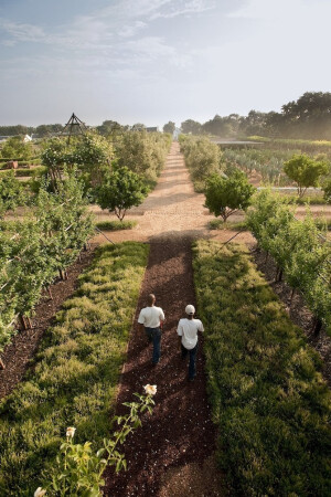 开普敦 BABYLONSTOREN 农场