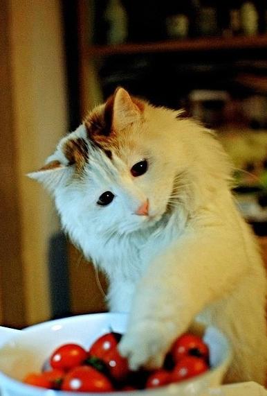 偷番茄就偷番茄，你这个表情是要闹哪样！！