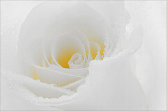 Flower / Rose Flower / Macro Flower / White Rose Flower / high key / close up rose / closeup / - IMG_9865 - 作者 Bahman Farzad