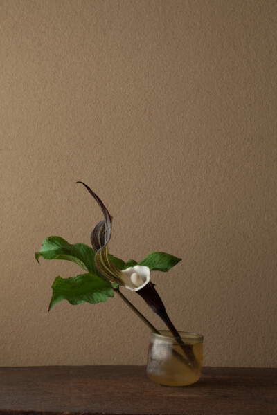 2012年5月28日（月） 白くてやわらかなことからの名です。 花＝雪餅草（ユキモチソウ） 器＝ローマングラス碗（ローマ時代