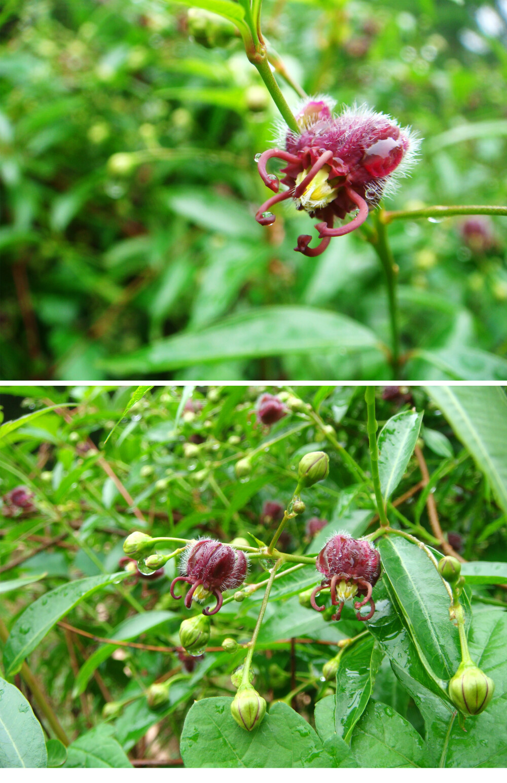 杠柳，萝藦科杠柳属。常绿藤本，除花外，全株无毛；具白色乳汁，叶披针形，革质，对生；花冠内被毛。