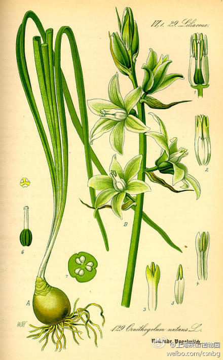 Ornithogalum nutans（努坦斯虎眼万年青、垂花山慈姑）英文名：Nodding Star-of-Bethlehem（垂花伯利恒之星）或 Silver Bells（银钟花）