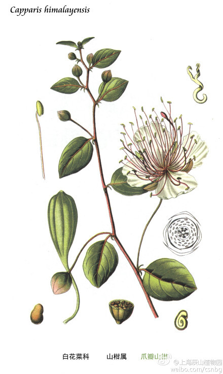 爪瓣山柑（Capparis himalayensis）山柑科，山柑属，平卧灌木，新生枝密被长短混生白色柔毛，易变无毛，叶椭圆形或近圆形，种皮平滑，近赤褐色。花期6-7月，果期8-9月。产新疆、西藏一带。本种茎铺地面，根粗壮，在产区是一种优良的固沙植物，种子科榨油。（图下文字有错误，请注意）