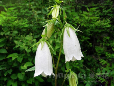 风铃草 别名：吊钟花、瓦筒花