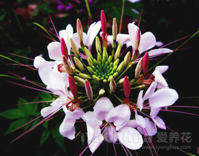 醉蝶花 别名：紫龙须、蜘蛛花、凤蝶草、西洋白花菜