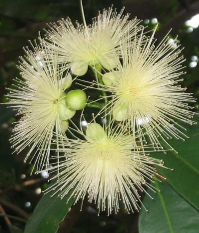 桃金娘科蒲桃属