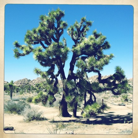 约书亚树（Joshua Tree）：短叶丝兰木树，仙人掌类植物。土著曾经赖以生存，树叶，编织篮子和凉鞋；芽和种子，食品之一