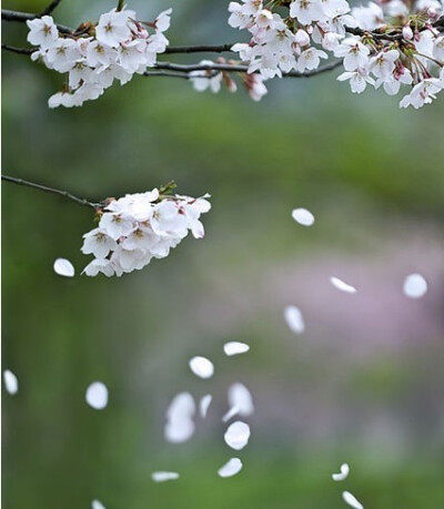  梨花淡白柳深青，柳絮飞时花满城 。 惆怅东栏一株雪，人生看得几清明！ ——《东栏梨花》