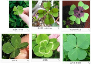 幸运草  一般指四叶的酢浆草、苜蓿、或车轴草。一般只有三片小叶子，叶形呈心形状，叶心较深色的部分亦是心形。在十万株苜蓿草中，你可能只会发现一株是四叶草，机会率大约是十万分之一。因此四叶草是国际公认的幸运象征。