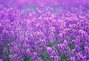 『香草』薰衣草  多年生草本或小矮灌木，虽称为草，实际是一种紫蓝色小花。薰衣草丛生，多分枝，叶互生，椭圆形披尖叶，或叶面较大的针形，叶缘反卷。穗状花序顶生，花冠下部筒状，上部唇形，上唇2裂，下唇3裂；花长约1.2厘米，有蓝、深紫、粉红、白等色，常见的为紫蓝色，花期6-8月。全株略带木头甜味的清淡香气，因花、叶和茎上的绒毛均藏有油腺，轻轻碰触油腺即破裂而释出香味。花语：等待爱情（To waiting for love）