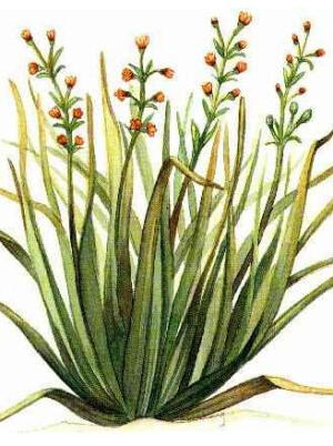 『香草』香茅   别名：柠檬茅、香巴茅、风茅。又称为香薷，中药名，能发汗解暑，行水散湿，温胃调中。