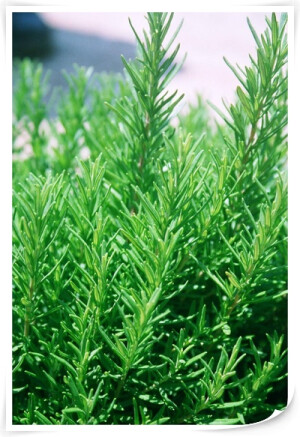 『香草』迷迭香  别称：海洋之露。常绿灌木，带有茶香，味辛辣、微苦，常被使用在烹饪上，也可用来泡花草茶喝。夏季开唇形花，轮生于叶腋中，颜色有白色、粉红色、紫色及蓝色。花语：留住回忆，纪念。