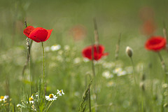 Klatschmohn - Vorboten des Sommers 作者 Ostholländer