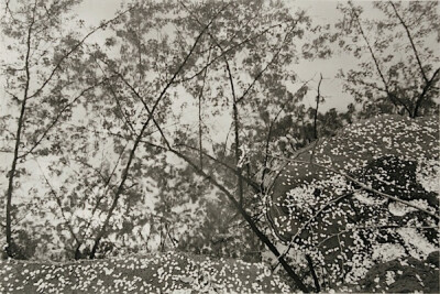 花见时分，想起了Lee Friedlander的樱花作品。他与日本樱花的邂逅始于1977年的春天，那时，整个日本被樱花覆盖着，这样的场景令他流连忘返。从那以后，Lee Friedlander每每去日本，总是与樱花不期而遇。于是诞生了Ch…
