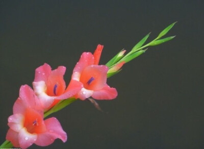 唐菖蒲（Gladiolus hybrids）花语：怀念、爱恋、用心、长寿、康宁、福禄！（别称：菖兰、剑兰、扁竹莲、十样锦、十三太保）它与玫瑰，康乃馨和扶郎花被誉为“世界四大切花”