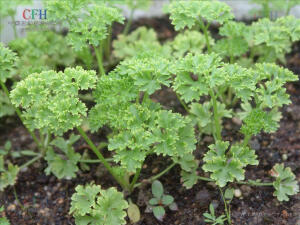 『香草』欧芹  Parsley，别名香芹、法国香菜、洋芫荽、荷兰芹、旱芹菜、番荽，为伞形花科欧。食用嫩叶，作香辛蔬菜。鲜根、茎汁可供药用。原产地中海沿岸。是西餐中不可缺少的香辛调味菜及装饰用蔬菜，宜生食，特别是吃葱蒜后嚼一点香芹叶，可消除口齿中的异味。与西芹不同。