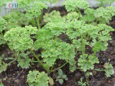 『香草』欧芹 Parsley，别名香芹、法国香菜、洋芫荽、荷兰芹、旱芹菜、番荽，为伞形花科欧。食用嫩叶，作香辛蔬菜。鲜根、茎汁可供药用。原产地中海沿岸。是西餐中不可缺少的香辛调味菜及装饰用蔬菜，宜生食，特别…