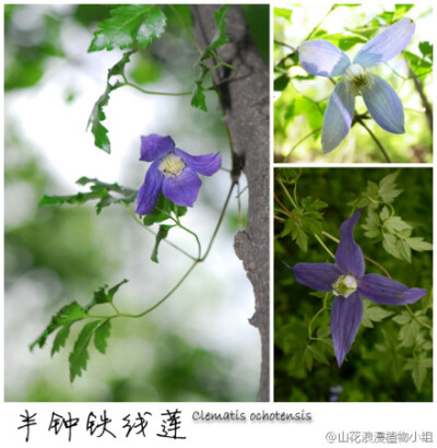 半钟铁线莲（Clematis ochotensis），毛茛科，铁线莲属