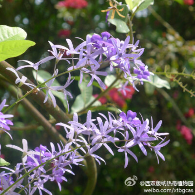 蓝花藤 Petrea volubilis L. 别名:紫霞藤 科名:马鞭草科 Verbenaceae，属名：紫霞藤属 。