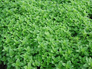 『香草』牛至  又名止痢草、土香薷、小叶薄荷，为唇形科牛至属多年生草本植物。牛至味辛、性凉、无毒，全草可入药，具有清热解表、理气化湿倒尿消肿之功效。相传自中世纪的欧洲以来，牛至的特殊香味就深深吸引很多人，不但将其作成香袋随身携带，在料理及花茶的领域里也占有一席之地。牛至的英名为Oregano，原产于地中海沿岸、北非及西亚，由于在意大利披萨中常用到牛至调味，所以又被称为披萨草。