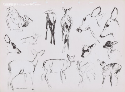 bernard-garbutt-animal-sketches