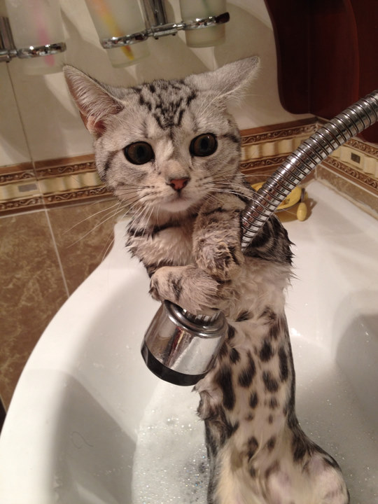 Please don't bathe me... - Imgur