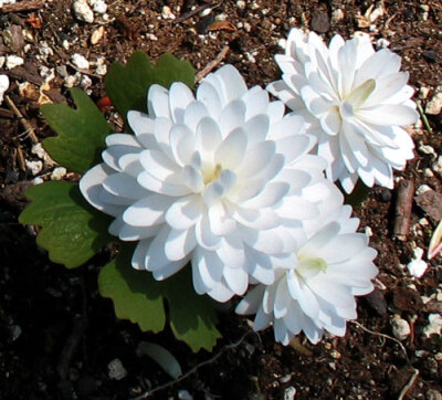 Sanguinaria canadensis 血根草