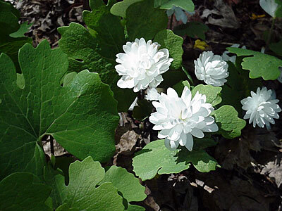 Sanguinaria canadensis 血根草