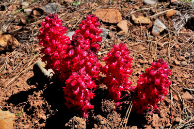 Snow Plant（Sarcodes sanguinea）。 寄生植物。寄生在菌根真菌上。菌根真菌是寄生在植物根系上的真菌（或者说是共生关系，植物给菌根真菌碳水化合物等营养，菌根真菌帮植物从土壤吸取养料）。图拍于 2010年。北加州…