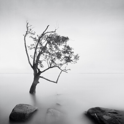 Photograph * tree of life * by Thomas Leong on 500px