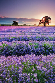 Lavender in Provence