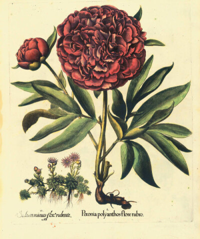 复古植物百科图片
